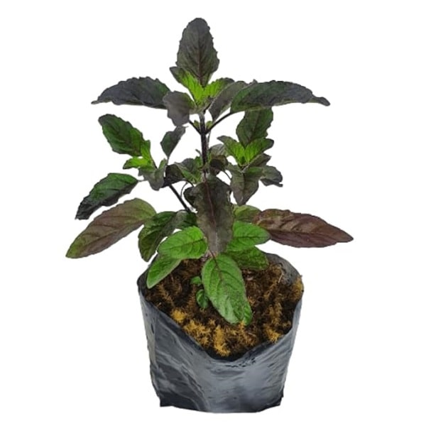 Shyam Tulsi, Basil Plant  (in polybag)