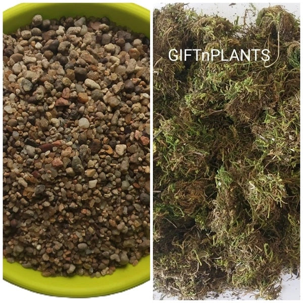 Combo of Sphagnum Moss (250 Gms) with Free Coarse River Sand (450 Gms) for Gardening