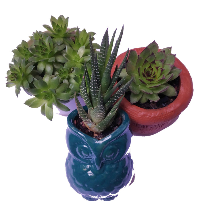 Potting Soil for Succulent Plants- River Sand Based (Soil-Less) Well Draining Succulent Soil