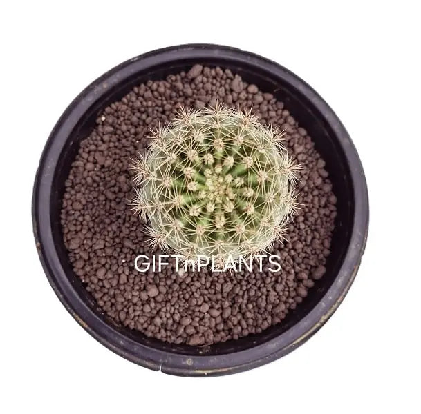 succulents leca Leca Balls, Ultra Small Size, (1 to 4 mm), Hydroton Pebbles for Mulchi — GIFTnPLANTS