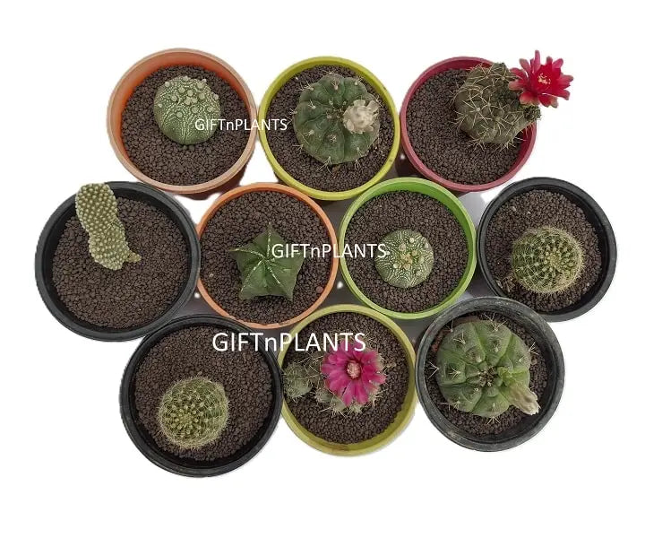 is leca good for succulents Leca Balls, Ultra Small Size, (1 to 4 mm), Hydroton Pebbles for Mulchi — GIFTnPLANTS