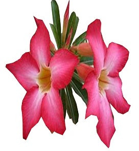 Adenium Plants