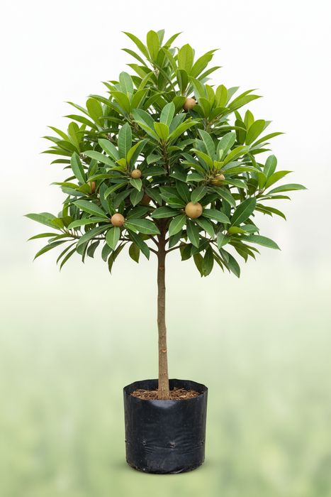 Grafted Cheeku (Sapota) Plant (in polybag)