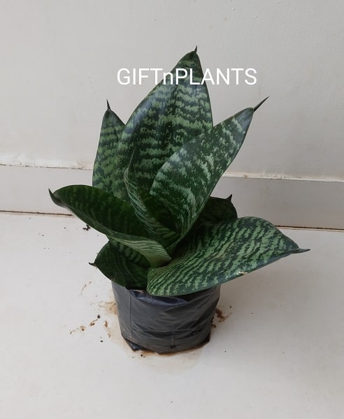 Giftnplants-Sansevieria-Trifasciata-Hahnii-Snake-Plant