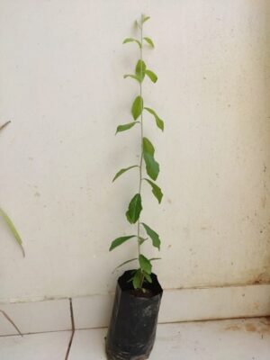 Vernonia Parda Bael Plant, परदा-बेल-का पौधा, Curtain Creeper Plant