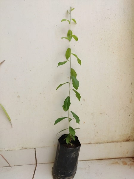 Vernonia-Parda-Bel-Plant