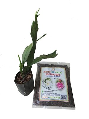 DORO KE FYTA Epiphyllum Potting Soil (Wt-900 GMS) with Free Epiphyllum Plant (Brahma Kamal) White Flower