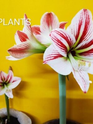 Amaryllis Lily Plant, (Summer Flowering) Mixed Flower Colour (in polybag)