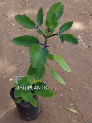 Bryophyllum, Paththar Chat, Panfuti Herbal Plant (in polybag)