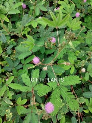 Mimosa Pudica, Chui Mui, Touch Me Not Plant (in Polybag)